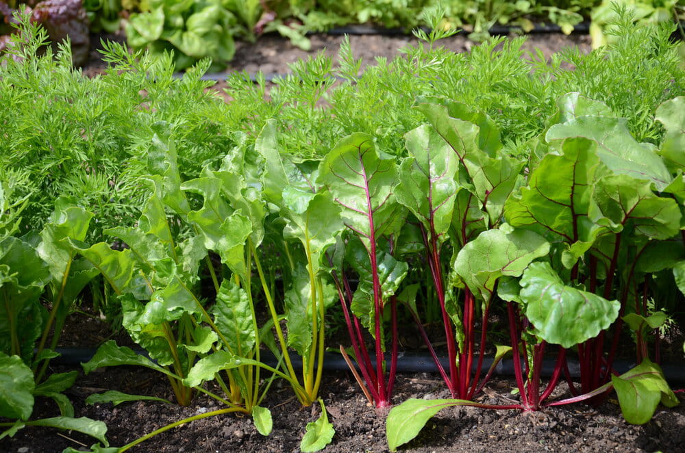 Cultivation of sugar beet with tip band Cultivation of sugar beet with tip band