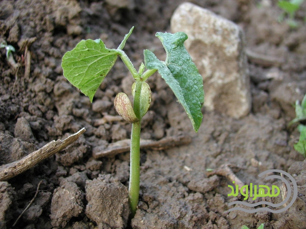Cultivation of beans with drip tape Cultivation of beans with drip tape