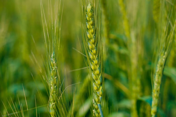 Barley cultivation with tape