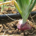 Cultivation of onions with tape
