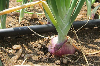 Cultivation of onions with tape