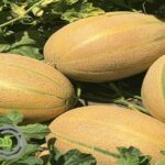 Cultivation of melons with tape