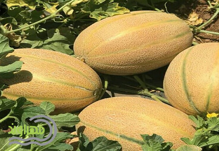 Cultivation of melons with tape