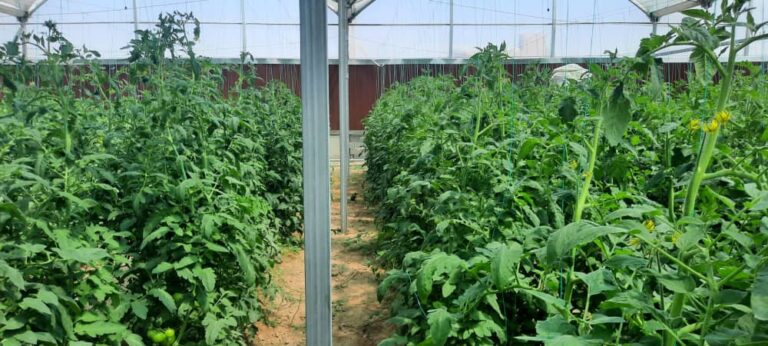 پروژه آبیاری گلخانه آقای اسکندری